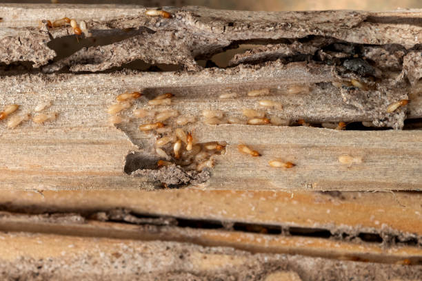 Best Mosquito Control Services  in Riverview, MI